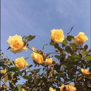 Meet your Posher, 🌙avery🌙